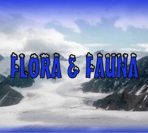 Fauna and Flora